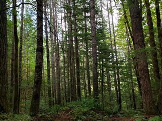 Wildlife in the west