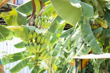 Bunch of cultivated bananas or organic bananas plantation