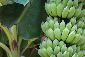 Bunch of cultivated bananas or organic bananas plantation