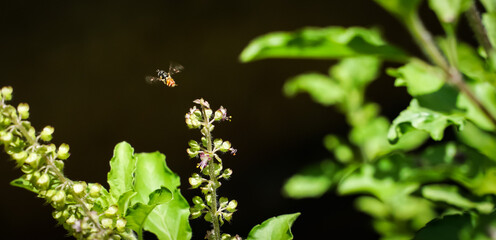 A small bee flew away after pollinating the flowers.