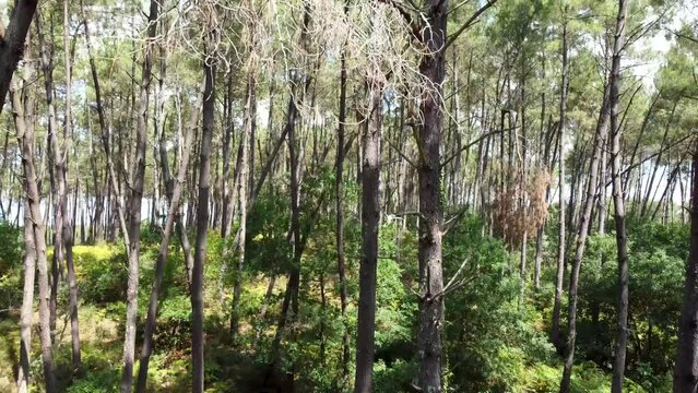Piste cyclable dans Les Landes