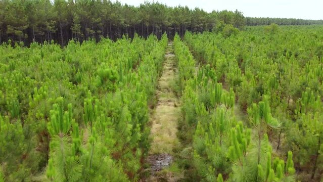 Les Landes