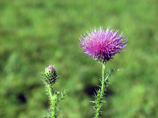 pink thistle flower on green background 