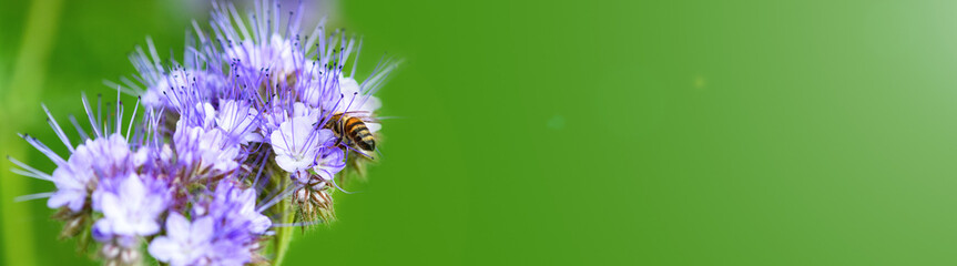 Bee and flower phacelia. Close up of a large striped bee collecting pollen from phacelia on a green...