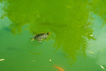 Turtles swim in a fish pond. Green water. Summer. View from above