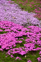 羊山公園　芝桜