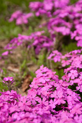 羊山公園　芝桜