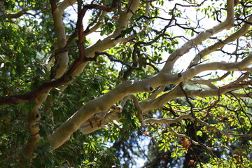 Strawberry tree red - Arbutus andrachne