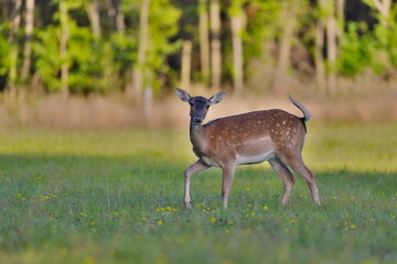 Naklejka na ściany i meble European fallow deer female standing on the meadow. Portrait of a deer in the evening light.