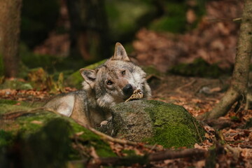 Obraz premium gray wolf (Canis lupus) in the nature habitat. Wildlife scene with a wolf. 