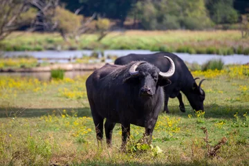 Selbstklebende Fototapete Büffel Wasserbüffel im Biotop Beeden (Homburg-Beeden, Saarland)
