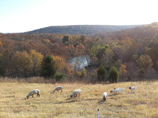 Sheep on a hill of autumn trees and pond