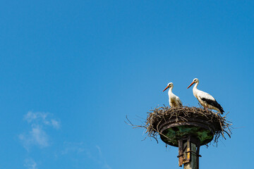 Störche im Nest