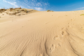 Wanderdünen an der Küste
