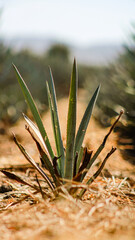 Sisal-Agave, Plantage