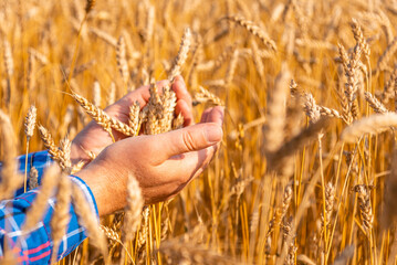 Agronomist checking the quality of the wheat spikelets on a sunset in the golden ripen field. Farm worker examines the ears of wheat before harvesting. Agricultural concept.Closeup.