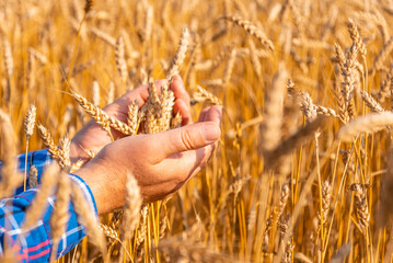 Agronomist checking the quality of the wheat spikelets on a sunset in the golden ripen field. Farm...