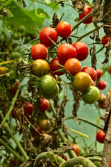 Pomidorki koktajlowe