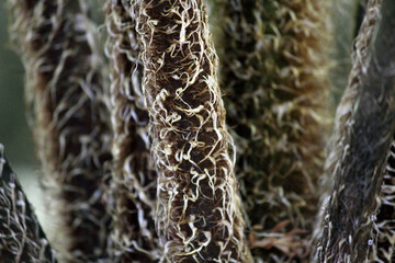Close up of fern branches on a plant in a garden