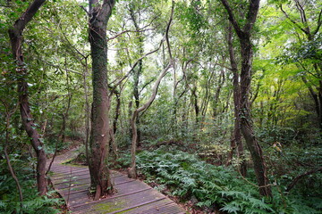old trees and vines through boardwalk