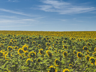 Sunflower field. Yellow sunflower flowers with green stems and above them a blue sky as the...