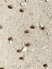A group of Colorado potato beetles running along a dirt road.
