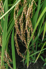 稲穂　実りの頃