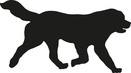 Running newfoundland puppy. Black dog silhouette. Pet animals. Isolated on a white background.