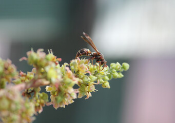 Close up of a wasp insect on a flower on a plant in the garden