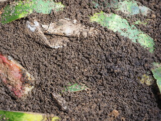 surface compost worms coprolites and watermelon rinds