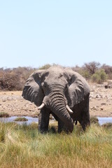 Fototapeta premium Africa safari wildlife