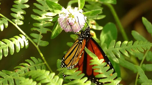 The sun shines brightly on this monarch butterfly sitting on a green plant.