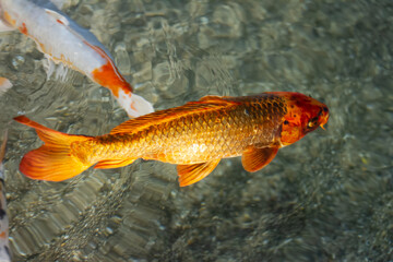 Koi carps swimming underwater in an aquarium