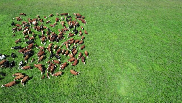 Countryside, brown cows and calves grazing in a green field of grass, view from a height, organic.
