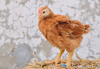young chicken poultry standing straw bale farm outdoor concrete background