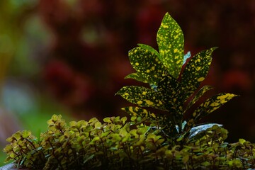 Croton trees green leaves with yellow spots. © CW Photography