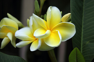 Yellow and white frangipani plumeria flowers on a tropical plant in a garden