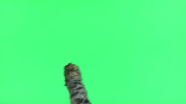 Cat paw touching, clicking, tapping and swiping on chromakey green screen. Gray tabby cat using phone. Close up. Footage Pack. Using for a smartphone, tablet pc or a touch screen devices. Gestures.