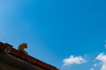 지붕 위의 고양이