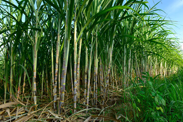 Sugarcane field with full grown crop, sugar cane agricultural economy. sugarcane is a grass of poaceae family. it taste sweet and good for health. Well known as tebu in malaysia - obrazy, fototapety, plakaty