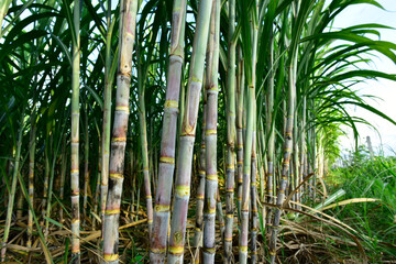 Sugarcane field with full grown crop, sugar cane agricultural economy. sugarcane is a grass of poaceae family. it taste sweet and good for health. Well known as tebu in malaysia - obrazy, fototapety, plakaty