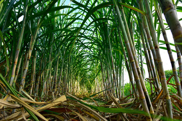 Sugarcane field with full grown crop, sugar cane agricultural economy. sugarcane is a grass of poaceae family. it taste sweet and good for health. Well known as tebu in malaysia