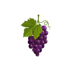 Grapes cluster with green leaf isolated vector icon. Black ripe grape, garden berries bunch, sweet dessert. Cartoon element for design on white background