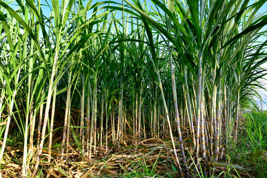 Sugarcane field with full grown crop, sugar cane agricultural economy. sugarcane is a grass of poaceae family. it taste sweet and good for health. Well known as tebu in malaysia