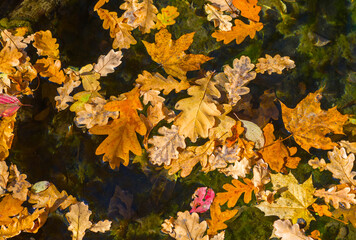 Fototapeta na wymiar Dry fallen leaves on a water surface. Autumnal leaves.