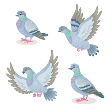Set of four gray doves in different poses, flying and sitting. In cartoon style. Isolated on white background. Vector illustration.