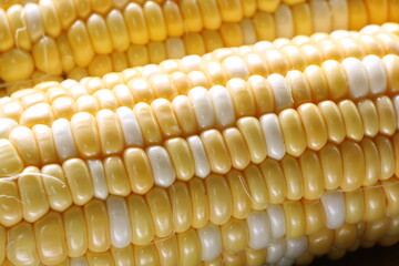 ツヤツヤで美味しそうななトウモロコシ