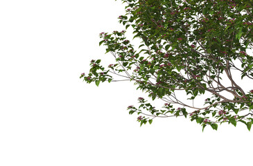 Foreground twigs on a transparent background
