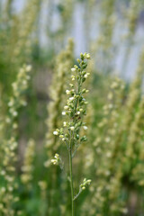 Coral Bells Apple Crisp