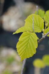 Common hazel Lombardii